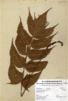 藏品(細齒貫眾蕨)的圖片